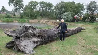 Dąb z 930 roku 