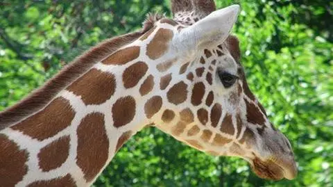 Padła żyrafa 
w Nowym ZOO