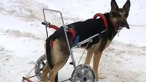 Ira ma wózek 
 i dużo szczęścia