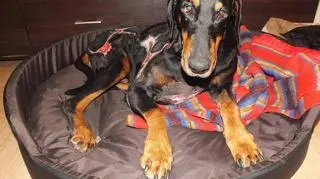 Dżejson szuka teraz nowego domu