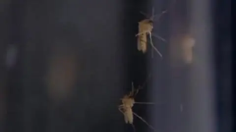 Epidemia gorączki krwotocznej