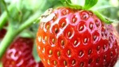 Truskawka gigant urodziła się w Polsce