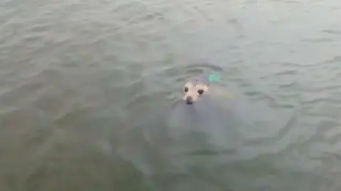 Fokę wędkarze spotkali w Wiśle