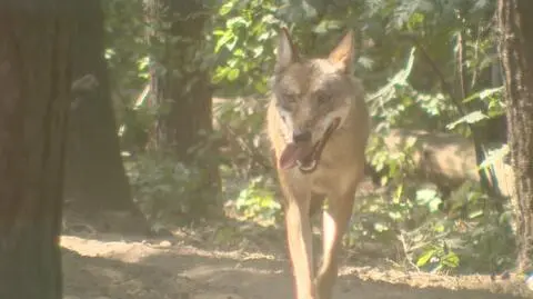 Mosina: Wilki poschodzą pod domy. Jak sobie radzić?