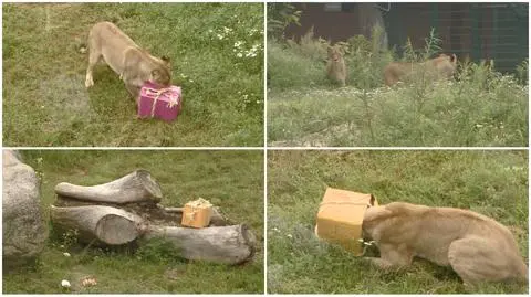 Gdańsk; Dzień lwa w zoo. Specjalny pokaz i prezenty