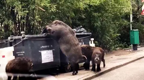 Pigzilla. Najciekawsze wideo tygodnia w tvn24.pl wybrane