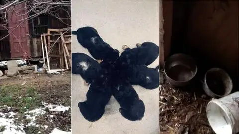 Dolny Śląsk: odebrali dziewięć psów z pseudohodowli