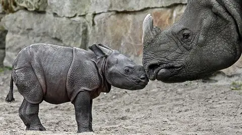 Goście berlińskiego zoo mogą już oglądać nowonarodzonego nosorożca
