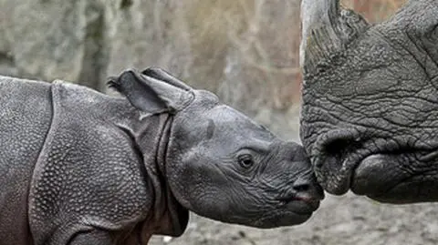 "Maleństwo" z berlińskiego zoo