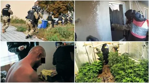 Wybili okna, wrzucili granat. Policja weszła na plantację marihuany