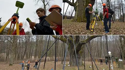 „Bartek 3D”. Studenci z Krakowa skanują słynny dąb