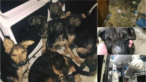 Dolny Śląsk. Siedem szczeniaków i ich matka odebranych interwencyjnie