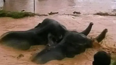 Słonie w pułapce z błota