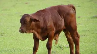 Byka przywiązali w lesie