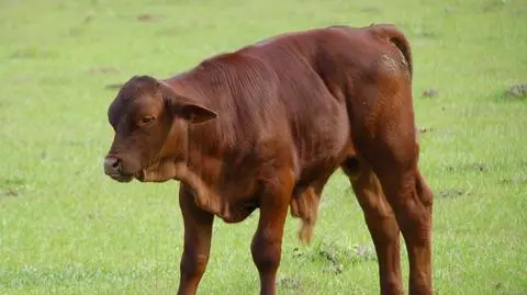 Całą rodziną ukradli byka i schowali go w lesie