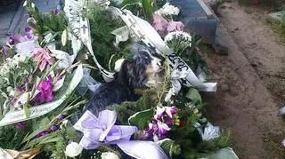 Pies leżał na jednym z grobów 