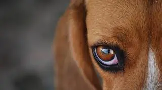 Pies został odebrany właścicielowi