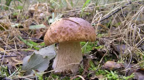 Grzybiarze uciekli przed niedźwiedziem. Pluszowym