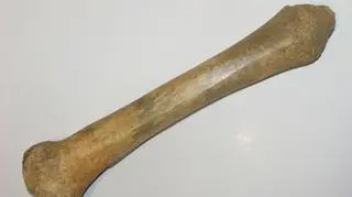 Muzeum Archeologiczne żegna zimę wystawą „Łyżwy kościane”