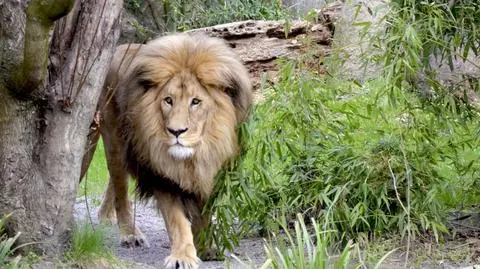 Z zoo uciekły między innymi lwy