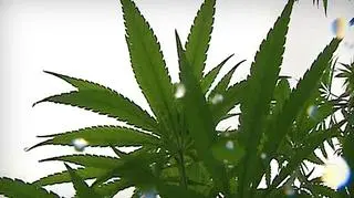 marihuana