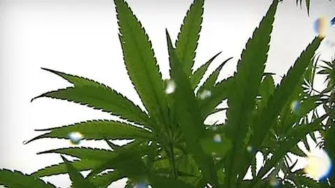 29,99 dolarów i jesteś w klubie palaczy "trawki"