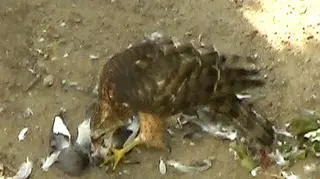 Jastrząb z Wrocławia