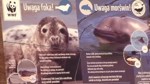 The cause of death of the seal is still unknown, but it&#039;s another one in the series