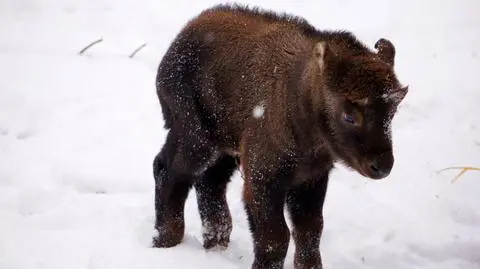 Mały takin mishmi. "Wygląda jak krowa w futrze niedźwiedzia"