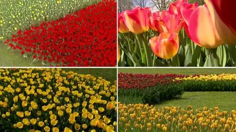 Tulipanowa eksplozja barw