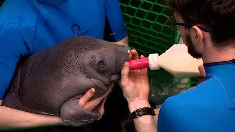 Lavia. Najmłodszy manat karaibski z wrocławskiego zoo