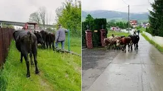 Byki uciekły z gospodarstwa