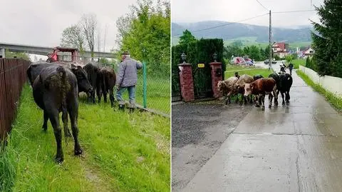 Byki uciekły z gospodarstwa i wyszły na zakopiankę