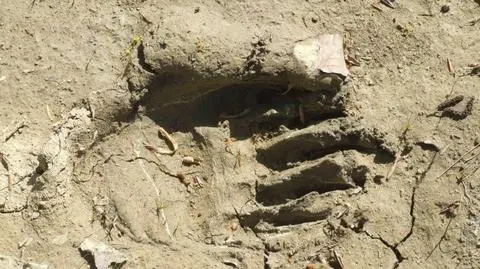 Uciekł przed niedźwiedziem na drzewo i... spadł