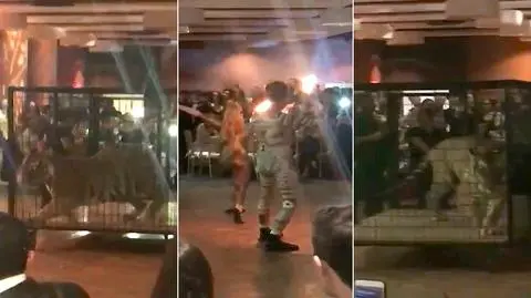 Tygrys w klatce na licealnym balu liceum w Miami