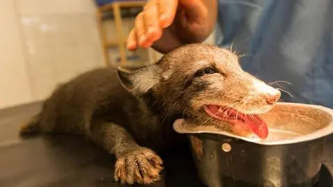 Liski są teraz pod opieką wolontariuszy