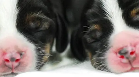 Te psy-klony świecą i mają pomóc leczyć Parkinsona