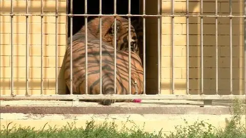 Tygrys zabił opiekuna we wrocławskim zoo