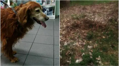 Fart, zakopany żywcem pies. Były właściciel w końcu usłyszał zarzuty