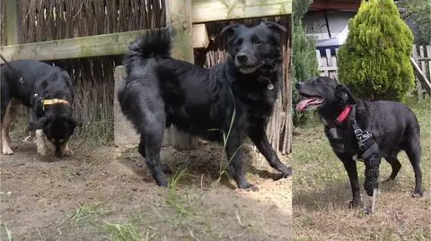 Po śmierci właściciela, trzy psy czekają na adopcję