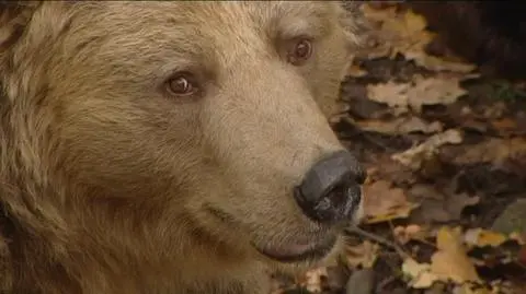 Stary niedźwiedź nie śpi, a pandy buszują. Wrocławskie zoo ożywa na zimę