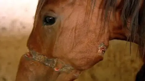 Koniec końskiego koszmaru