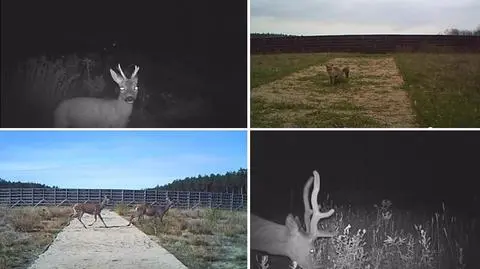 Zezujące do kamery łosie