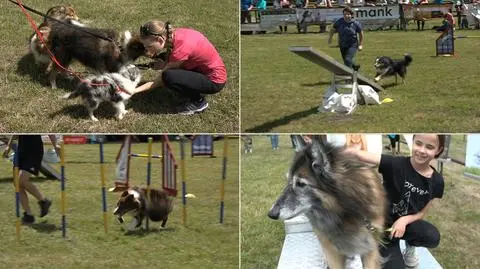 Gdańsk: Zawody psów na torze przeszkód