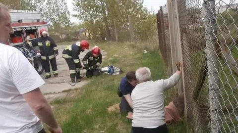 Strażacy uwolnili zaklinowaną sarnę