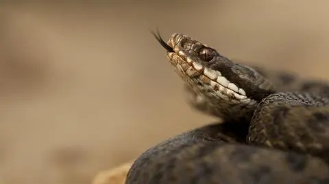 Żmija zygzakowata może być groźna