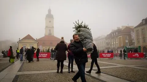 Białystok. Miasto wymieniało sto żywych choinek za sztuczne