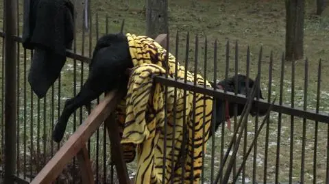 Aleksandria: Pies nabił się na ogrodzenie