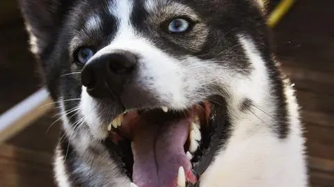 Husky poszarpał twarz dziecka