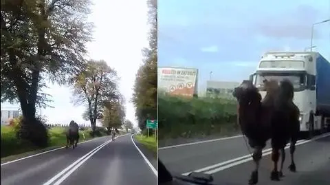 Wielbłąd na drodze, kierowcy w szoku